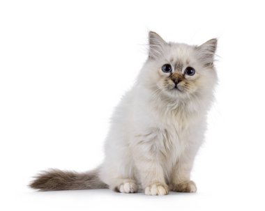 Sevimli Kutsal Birman kedi yavrusu, yüzü önde oturuyor. Mavili gözlerle kameranın üstünde özenli görünüyor. Beyaz bir arkaplanda izole edilmiş.