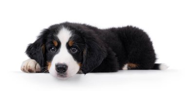 Sevimli Bernese Dağı köpek yavrusu, başı eğik yan yatıyordu. Kameranın yanında meraklı görünüyor. Beyaz bir arkaplanda izole edilmiş.