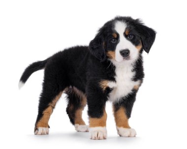 Sevimli Bernese Dağı köpek yavrusu, yan yana duruyor. Başını eğmiş kameraya meraklı görünüyor. Beyaz bir arkaplanda izole edilmiş.