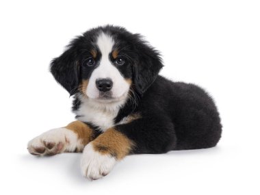 Sevimli Bernese Dağı köpek yavrusu, yan yana uzanıyor. Kameraya meraklı görünüyorsun. Beyaz bir arkaplanda izole edilmiş.