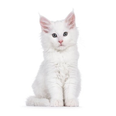 Şirin, bembeyaz Maine Rakun kedi yavrusu, yüzü önde oturuyor. Doğrudan kameraya bakıyorum. beyaz arkaplanda izole edilmiş.
