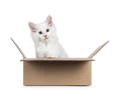 Kahverengi karton kutuda oturan sevimli, saf beyaz Maine Rakunu kedi yavrusu. Kameranın üstüne bakıyorum. Beyaz bir arkaplanda izole edilmiş.