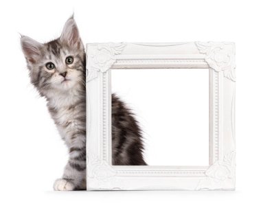 Sevimli Maine Rakun kedi yavrusu, fotoğraf çerçevesinin köşesinden kameraya doğru bakıyor. beyaz arkaplanda izole edilmiş.