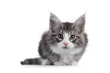 Beyaz Maine Rakun kedisi kedi yavrusuyla dost gümüşü, yüz üstü yatıyordu. Doğrudan kameraya bakıyorum. Beyaz arkaplanda izole.