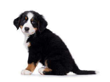 Sevimli Bernese Dağı köpek yavrusu, yan yana oturuyor. Başını eğmiş kameraya meraklı görünüyor. Beyaz bir arkaplanda izole edilmiş.