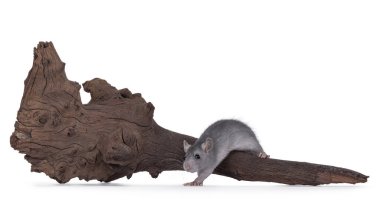 Şirin küçük gri sıçan, kahverengi bir tahta parçasına basıyor. Beyaz bir arkaplanda izole edilmiş.