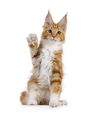 Beyaz Maine Rakun kedisi kedi yavrusuyla şirin kırmızı, yüzü önde oturuyor. Bir patimi mim kadar yükseğe kaldırıyorum. Yemin ederim. Kameraya meraklı görünüyorsun. Beyaz bir arka planda izole edilmiş.