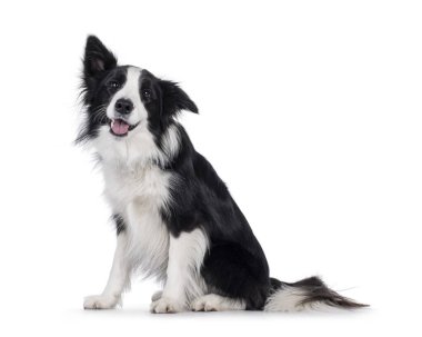 Karizmatik, tipik, siyah beyaz, yetişkin, Border Collie köpeği yan yana oturuyor. Ağzı açık ve nefes nefese kameraya doğru mutlu görünüyorsun. Beyaz arkaplanda izole.