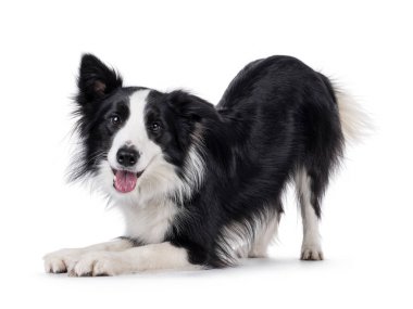 Karizmatik, tipik, siyah beyaz, yetişkin, Border Collie köpeği, pruva komutasında ayakta duruyor. Ağzın açık, pembe dilini göstererek kameraya bakıyorsun. Beyaz arkaplanda izole.