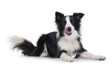 Karizmatik, tipik, siyah beyaz, yetişkin, Border Collie köpeği yan yana oturuyor. Ağzı yalarken kameraya bakıyor. Beyaz arkaplanda izole.