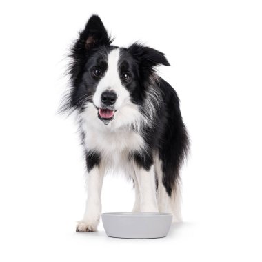 Sevimli, tipik, siyah beyaz, yetişkin, Sınır köpeği Collie, kaseden içme suyu içiyor. Doğrudan kameraya bakıyorum. Beyaz arkaplanda izole.
