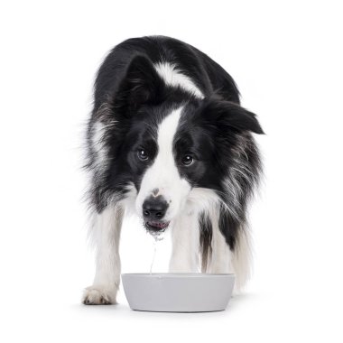 Sevimli, tipik, siyah beyaz, yetişkin, Sınır köpeği Collie, kaseden içme suyu içiyor. Doğrudan kameraya bakıyorum. Beyaz arkaplanda izole.
