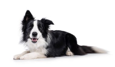 Sevimli, tipik siyah ve beyaz, yetişkin, Collie köpeği, yan yatıyordu. Ağzın açık kameraya bakıyorsun. Beyaz arkaplanda izole.