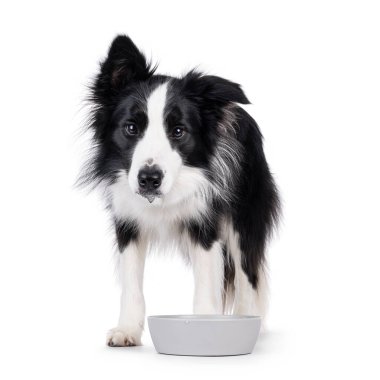 Sevimli, tipik, siyah beyaz, yetişkin, Sınır köpeği Collie, kaseden içme suyu içiyor. Doğrudan kameraya bakıyorum. Beyaz arkaplanda izole.