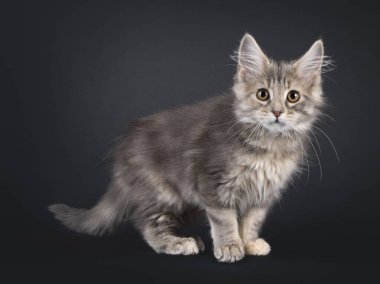 Tatlı Maine Rakunu kedi yavrusu, yan yana duruyor. Kameraya özenli bakıyorsun. Siyah bir arkaplanda izole edilmiş.