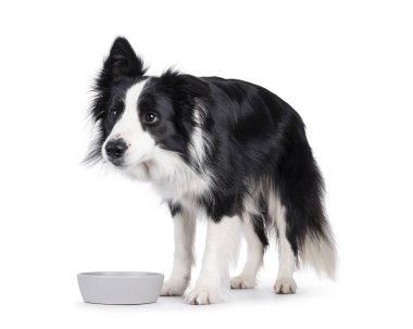 Sevimli, tipik, siyah beyaz, yetişkin, Border Collie köpeği yemek kasesinin yanında duruyor. Beyaz arkaplanda izole.