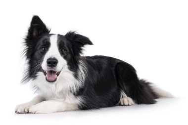 Sevimli, tipik siyah ve beyaz, yetişkin, Collie köpeği, yan yatıyordu. Ağzın açık kameraya bakıyorsun. Beyaz arkaplanda izole.