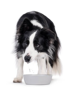 Tatlı, tipik, siyah beyaz, yetişkin, Collie köpeği, su kabının arkasında duruyor. Beyaz arkaplanda izole.
