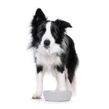 Tatlı, tipik, siyah beyaz, yetişkin, Collie köpeği, su kabının arkasında duruyor. Suyla kameraya doğru bakıyor ya da çenesine salya akıtıyor. Beyaz arkaplanda izole.