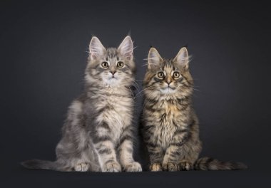 Maine Rakun Kedi Yavruları 'nın sevimli ikilisi yan yana oturuyor. Kameraya dikkat et. Siyah bir arkaplanda izole edilmiş.