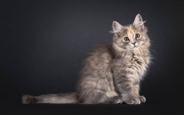 Muhteşem mavi tortie Maine Rakun kedi yavrusu, yan yana oturuyor. Tatlı kahverengi gözlerle doğrudan kameraya bakıyor. Siyah bir arkaplanda izole edilmiş.