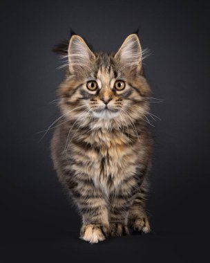 Etkileyici siyah tekir kuşu Maine Rakun kedi yavrusu, izleyiciye doğru yürüyor. Kameraya doğru bakıyorum. Siyah bir arkaplanda izole edilmiş.