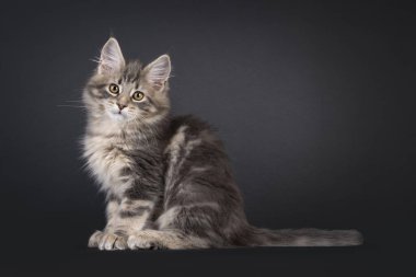 Etkileyici mavi tekir kedisi Maine Rakun, yan yana oturuyor. Doğrudan kameraya bakıyorum. Siyah bir arkaplanda izole edilmiş.