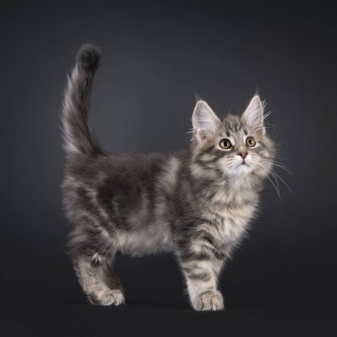 Etkileyici mavi tekir kedicik Maine Rakun, ayakta ya da yan yollarda yürüyor. Kameranın yukarısına ve yukarısına bakıyorum. Siyah bir arkaplanda izole edilmiş.