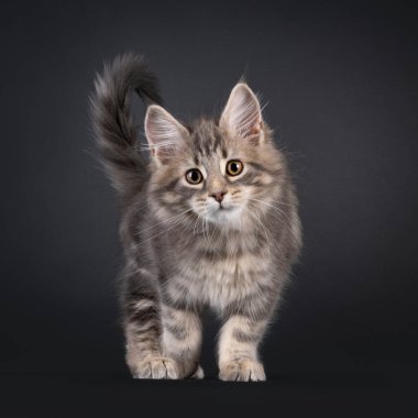 Etkileyici mavi tekir kedisi Maine Rakun kedi, ayakta ya da önde yürüyor. Doğrudan kameraya bakıyorum. Siyah bir arkaplanda izole edilmiş.