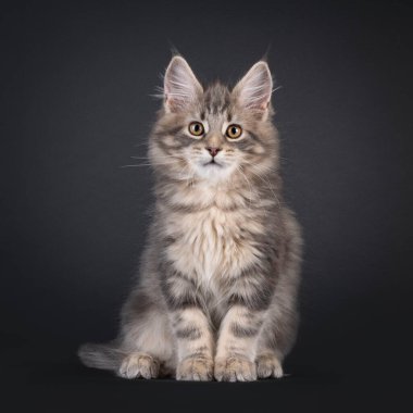 Etkileyici mavi tekir kedisi Maine Rakun, yüzü önde oturuyor. Doğrudan kameraya bakıyorum. Siyah bir arkaplanda izole edilmiş.