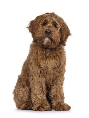 Dost canlısı Labradoodle köpek yavrusu, önde oturuyor. Doğrudan kameraya bakıyorum. Ağız kapalı. Beyaz bir arkaplanda izole edilmiş.