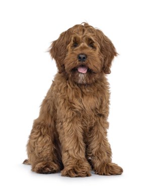 Dost canlısı Labradoodle köpek yavrusu, önde oturuyor. Doğrudan kameraya bakıyorum. Ağzını aç. Beyaz bir arkaplanda izole edilmiş.