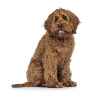 Dost canlısı Labradoodle köpek yavrusu, yan yana oturuyor. Kameranın yanına bakıyorum. Ağız kapalı. Beyaz bir arkaplanda izole edilmiş.