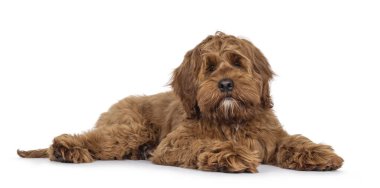 Dost canlısı Labradoodle köpek yavrusu, yan yana uzanmış kameraya bakıyor. Ağız kapalı. Beyaz bir arkaplanda izole edilmiş.