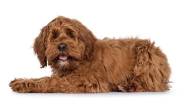 Dost canlısı Labradoodle köpek yavrusu, yan yana uzanmış kameraya bakıyor. Ağzını aç. Beyaz bir arkaplanda izole edilmiş.