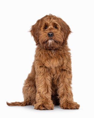 Dost canlısı Labradoodle köpek yavrusu, önde oturuyor. Doğrudan kameraya bakıyorum. Ağız kapalı. Beyaz bir arkaplanda izole edilmiş.