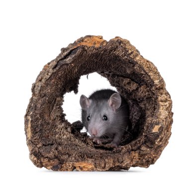 Genç mavi sıçan, içi boş bir ağaç kütüğünün önünde duruyor. Kameraya doğru bakıyorum. Beyaz bir arkaplanda izole edilmiş.