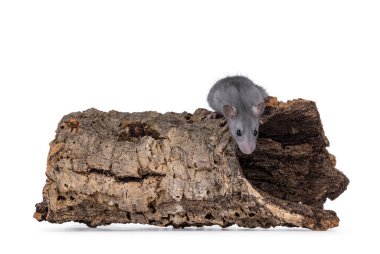 İçi boş ağaç kütüğünün üstünde duran genç mavi sıçan. Kameradan uzakta, yere bakıyor. Beyaz bir arkaplanda izole edilmiş.