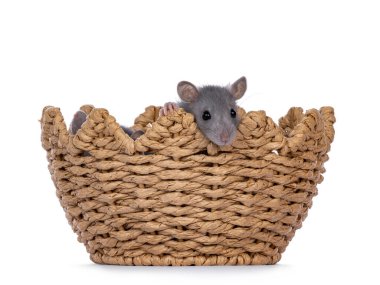 Yarım yumurta şeklinde bir sepetin içinde oturan sevimli minik fareler. Röntgencilik. Beyaz bir arkaplanda izole edilmiş.