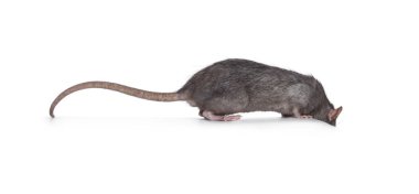 Olgun bir dişi sıçan, yan yana duruyor. Uçurumun kenarına bakıyorum. Beyaz bir arkaplanda izole edilmiş.