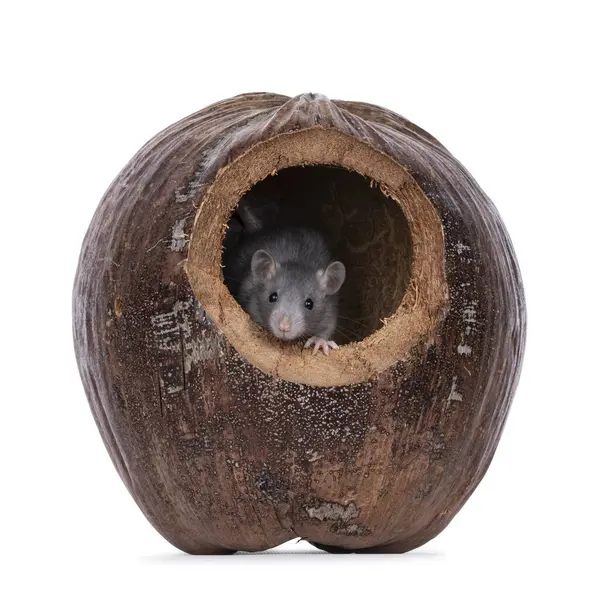 Kurumuş kabukta saklanan sevimli fareler. Tepeden tırnağa meraklı. Beyaz bir arkaplanda izole edilmiş.