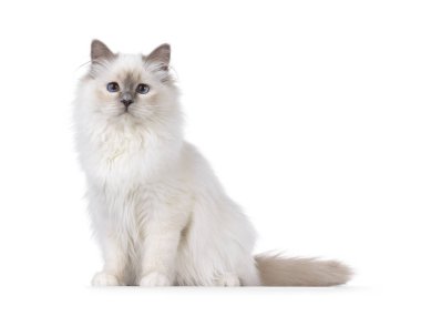 Tatlı mavi noktalı Kutsal Birman kedi yavrusu, yan yana oturuyor. Melez mavi gözlerle kameraya doğru bakıyor. Beyaz bir arkaplanda izole edilmiş.