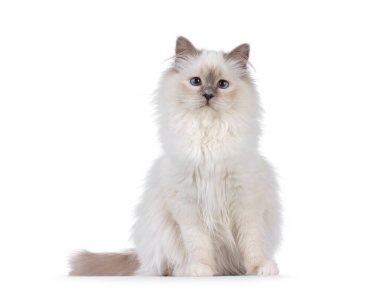 Tatlı mavi noktalı Kutsal Birman kedi yavrusu, yüzü önde oturuyor. Melez mavi gözlerle kameraya doğru bakıyor. Beyaz bir arkaplanda izole edilmiş.