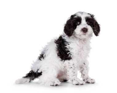 Sevimli labrador köpeği, yan yana oturuyor. Kameraya doğru bakıyorum. Beyaz bir arkaplanda izole edilmiş.