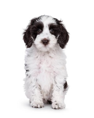Önde oturan sevimli labradorlu köpek yavrusu. Kameraya doğru bakıyorum. Beyaz bir arkaplanda izole edilmiş.