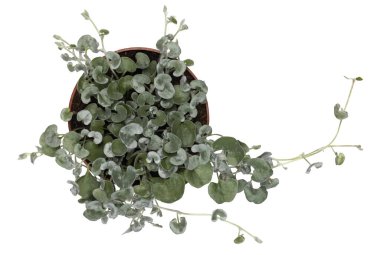 Dichondra Argentea, nam-ı diğer Silver Falls veya Silver Ponyfoot 'un en iyi manzarası. Beyaz bir arkaplanda izole edilmiş.