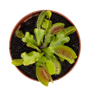 Dionaea muscipula, nam-ı diğer Venüs Sinek Kapanı 'nın en üst görüntüsü. Beyaz bir arkaplanda izole edilmiş.