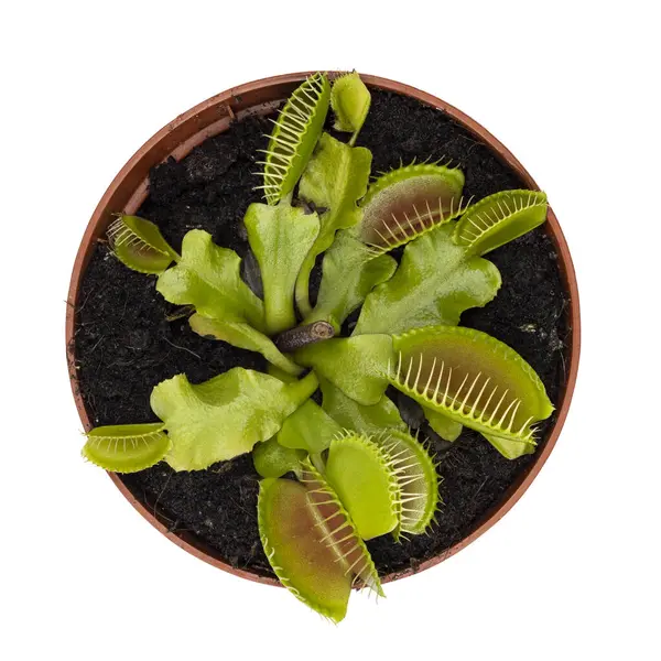Dionaea muscipula, nam-ı diğer Venüs Sinek Kapanı 'nın en üst görüntüsü. Beyaz bir arkaplanda izole edilmiş.