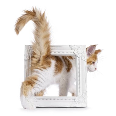 Beyaz Maine Rakun kedisiyle sevimli kırmızı kedi, resim çerçevesinde geriye doğru yürüyor. Kameraya doğru başını eğerek bakıyor. Beyaz bir arkaplanda izole edilmiş.