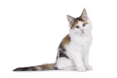 Şirin Turtie Maine Rakun kedi yavrusu, yan yana oturuyor. Doğruca kameraya bakıyor. Beyaz bir arkaplanda izole edilmiş.